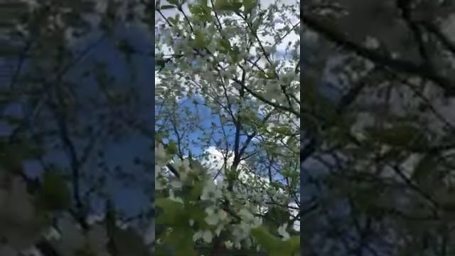 Сливовый мед Bees collect a hectare from смотреть онлайн