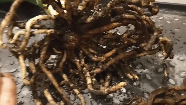 рост корней кливии, clivia смотреть онлайн