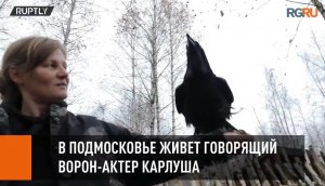 В Подмосковье живет говорящий ворон-актер Карлуша