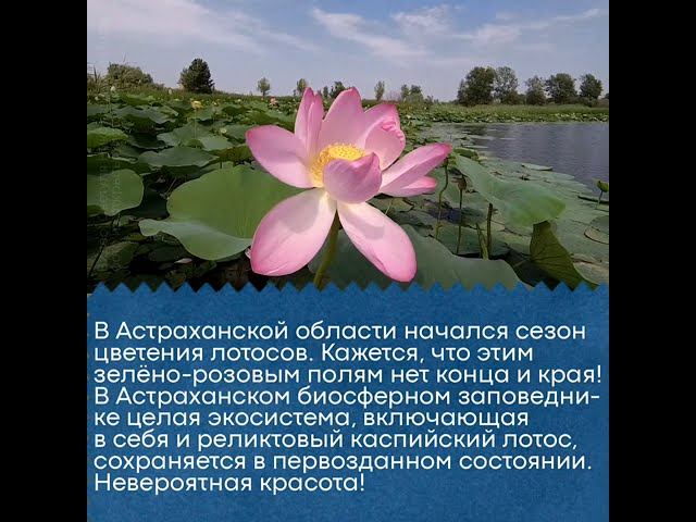 В Астраханской области начался сезон цветения лотосов. Красота! смотреть онлайн
