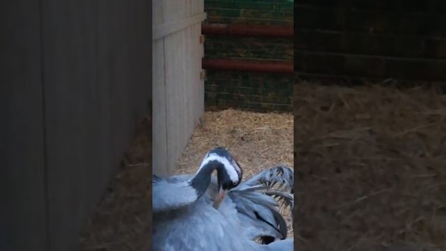 #Shorts - Журавль серый. Common crane. смотреть онлайн