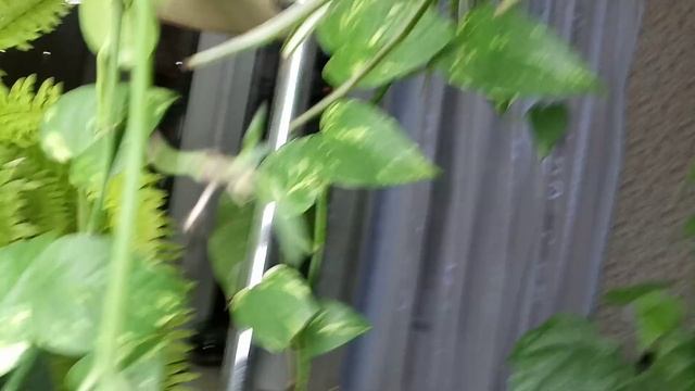 Комнатные Растения. Моя Коллекция Сциндапсусов. смотреть онлайн