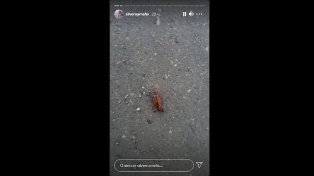 Свин против клеща (в конце скример, осторожно!) смотреть онлайн