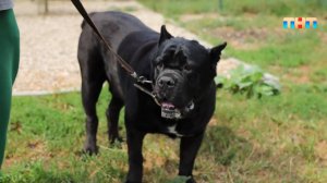 Новые правила для владельцев собак