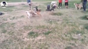 ✔ Американская акита "за" и "против",  плюсы и минусы породы