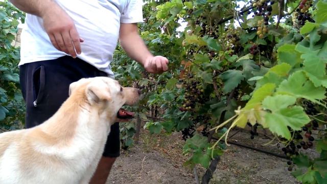 Собака ест виноград. Dog eats Grapes. смотреть онлайн