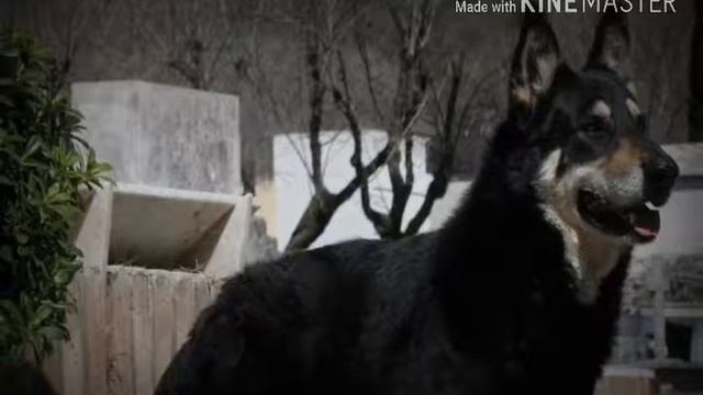 Топ две самые верные собаки смотреть онлайн