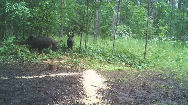 Кабаны выходят на кормушку vuoksa-baza.ru смотреть онлайн