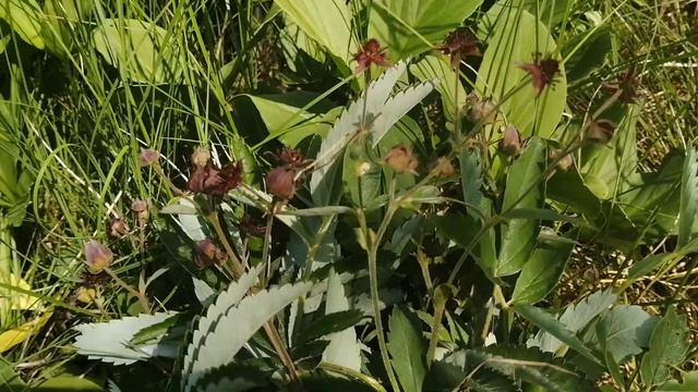 Сабельник болотный смотреть онлайн