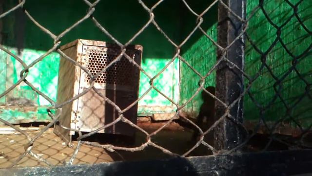 маленькая бедная обезьянка в зоопарке=(( смотреть онлайн