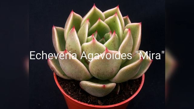 Types Of Echeveria Agavoides Collections With Name (Part-1)....... смотреть онлайн