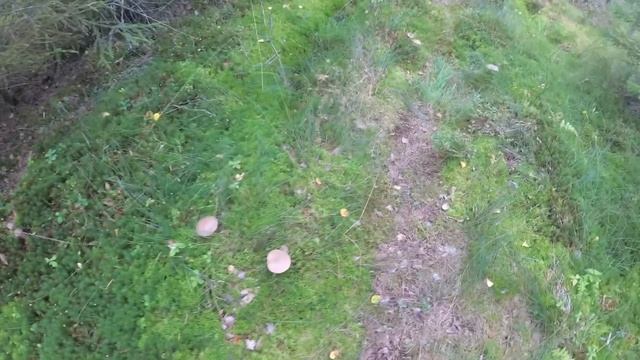 Грибы Ленинградской области (сентябрь, 2020) смотреть онлайн