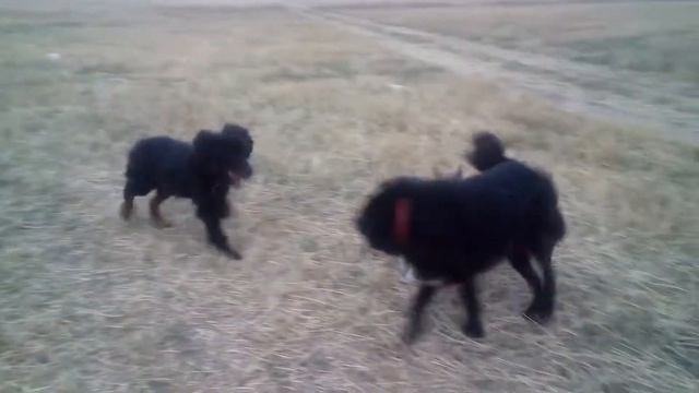 Тибетские мастифы и другие Серия 58 смотреть онлайн