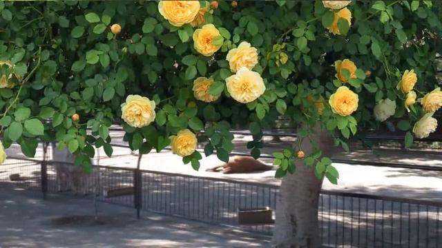 Cute Alpaca and Llama animal farm. Funny Lama glama girl song, voice, noise, sounds, call, eating смотреть онлайн