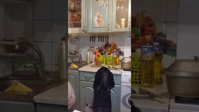 Чёрный русский спаниель Бальтазар смотреть онлайн