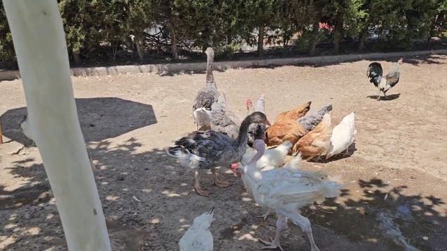стараюсь НЕ ПАДАТЬ духом\\ всё меня РАЗДРАЖАЕТ// смотреть онлайн