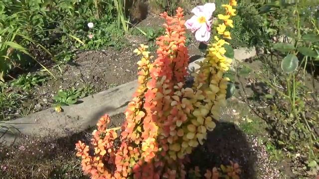 Прогулка по сентябрьскому цветнику ,Следующая клумба !!! смотреть онлайн