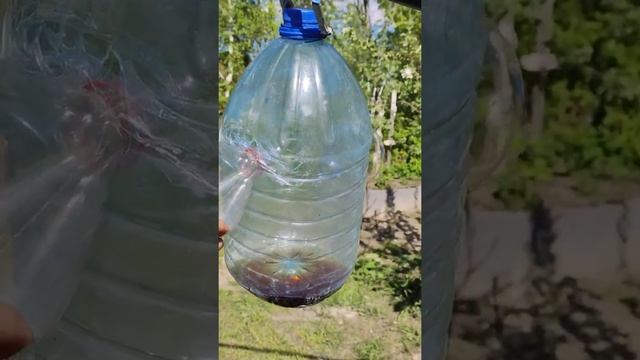 Боремся с насекомыми в саду) Ловушка для насекомых из пластиковых бутылок) #Shorts смотреть онлайн