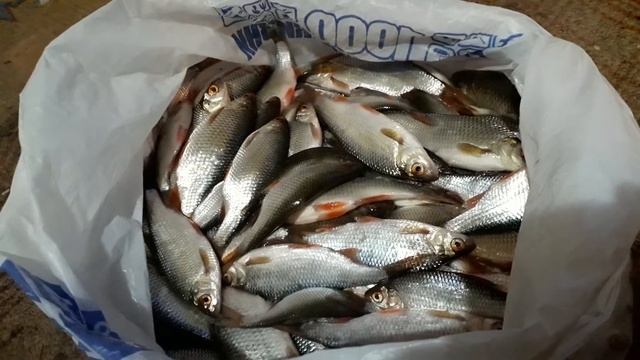 Результат рыбалки в Смолино смотреть онлайн