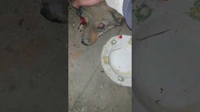 Мою собаку сбила машина и у нее вылезли глаза . Что делать? Помогите !!! смотреть онлайн