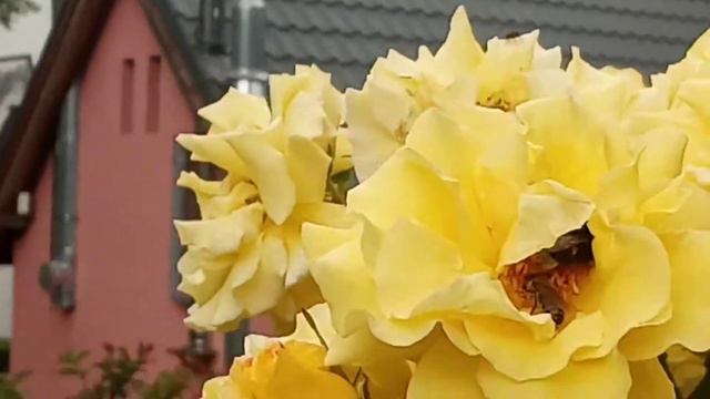 Зимой так хочется тепла. Карпач Польша 2020. смотреть онлайн