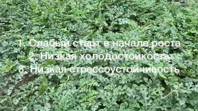 Лучшие подвои для арбуза - итог по подвоям смотреть онлайн