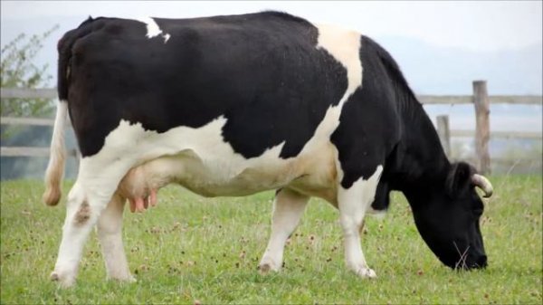 Корова. Мычание коровы