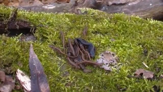 Lissotriton vulgaris & Triturus dobrogicus смотреть онлайн