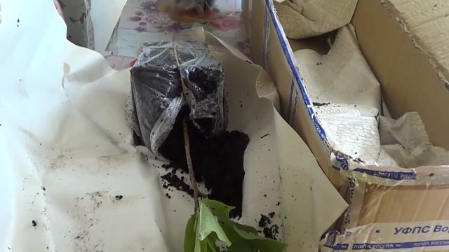 Распаковка посылки с магнолиями от Андрея Миляева