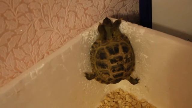 Черепаха смотреть онлайн