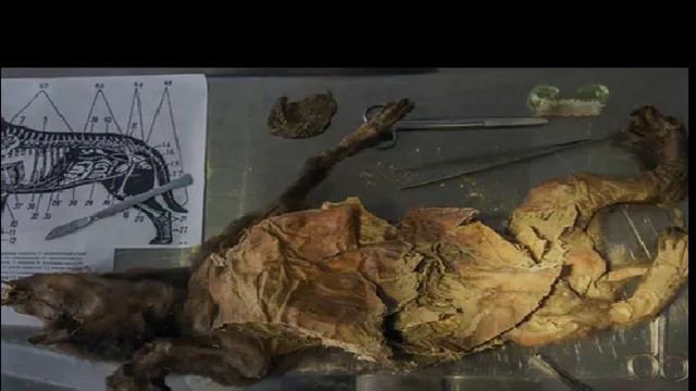 10 AMAZING Creatures Discovered Frozen in Ice смотреть онлайн
