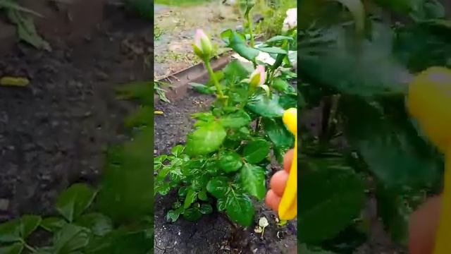 КАК БОРОТЬСЯ С ТЛЁЙ НА РОЗАХ??? #shorts #полезныесоветы #тля #длядомаидачи #дачныесоветы смотреть онлайн