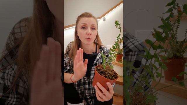 Что делать, если папоротник обморозился / попал под сквозняк. Нефролепис почернели вайи/ листья смотреть онлайн