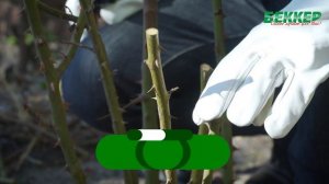 Обрезка розы весной. Простые и сложные способы обрезки роз для красивого цветения.