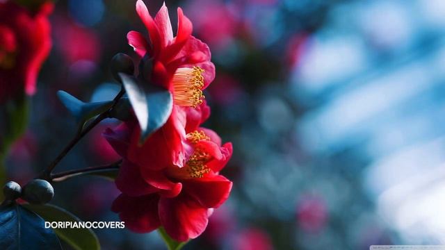 [Piano/Instrumental] When The Camellia Blooms Opening Song (동백꽃 필 무렵) - Bloom by Lee Geon Yeong смотреть онлайн