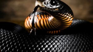 Несколько фактов про змей, которые будет интересно знать каждому.