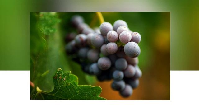 Лечение зеленым цветом. Цветотерапия зеленого цвета. смотреть онлайн