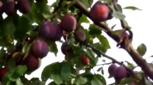 Слива сорт Фаворито Дель Эскудо Эспиранто, Дель Султано