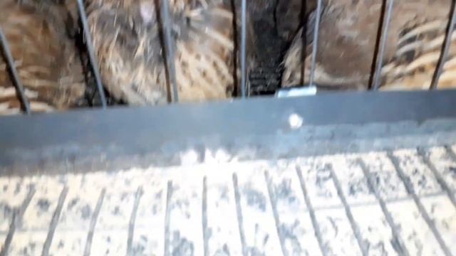 Вечернее кормление перепелов.Не много о перепелах с нашего хозяйства. смотреть онлайн