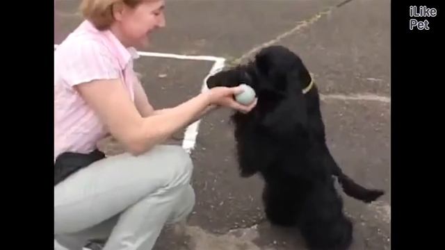 Американский кокер спаниель Основные характеристики на iLikePet смотреть онлайн