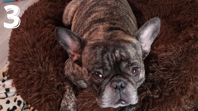 5 причин НЕ ЗАВОДИТЬ французского бульдога