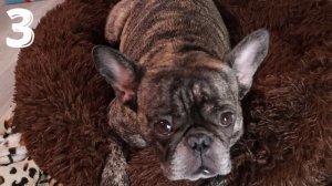 5 причин НЕ ЗАВОДИТЬ французского бульдога