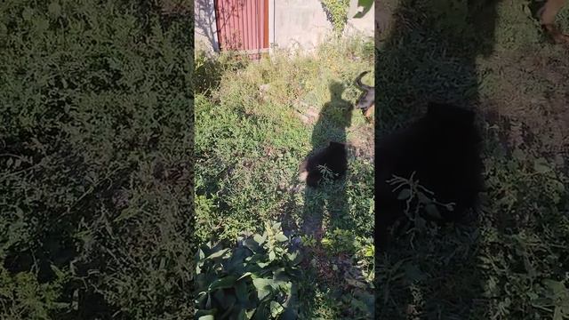 Ротвейлер Алматы. Монстры на поводках большие? или маленькие? смотреть онлайн
