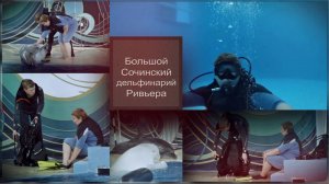 Большой Сочинский Дельфинарий Ривьера. Забавные погружения