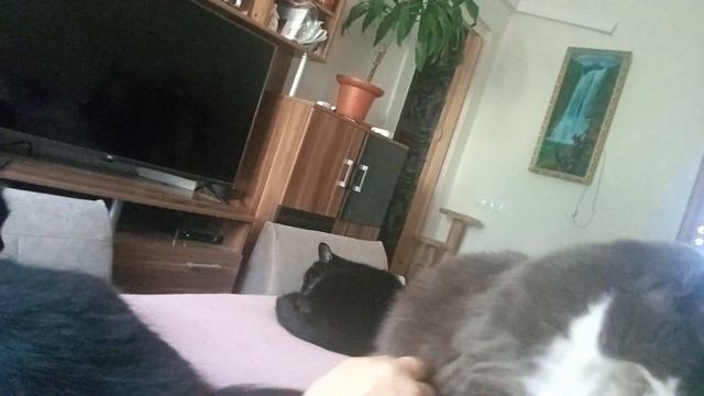 SvetlanaLIFE | Vlog/Поедем ли на море?/ Развлекаемся с внуком/Рано утром с Шерри/ смотреть онлайн