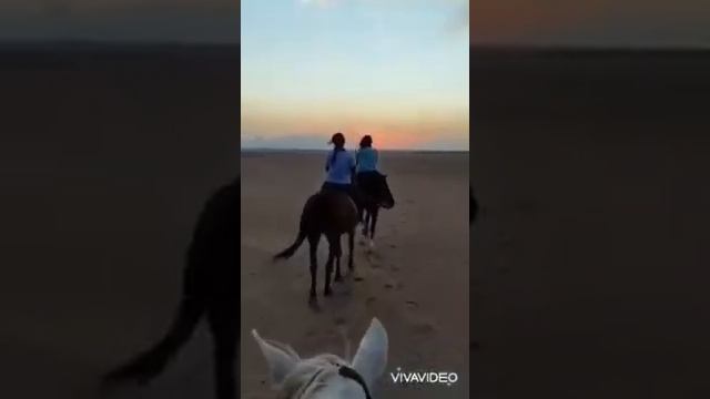 Конные прогулки в Египте смотреть онлайн