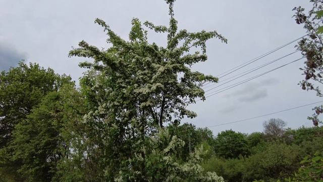 Правила и обязанности в дачных сообществах Германии! смотреть онлайн