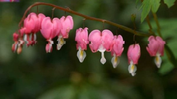 Mr. Tea - Rondo Brothers #Танцевальнаяиэлектронная#Веселое#Синтезатор Музыка без авторских прав