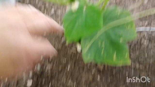 Мой сад-огород на 19.06.23, летние заморозки на Северном Урале. смотреть онлайн