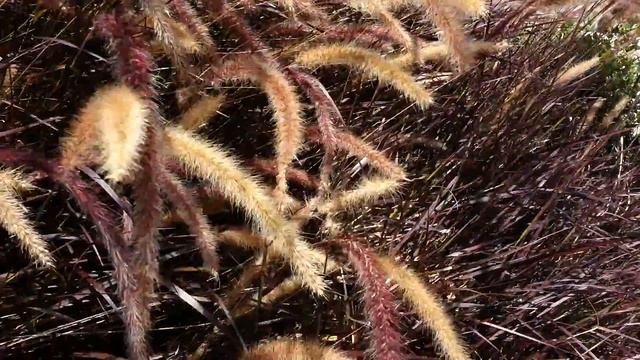 GRASS PURPLE FOUNTAIN - Pennisetum setaceum HD 02 смотреть онлайн